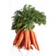 botte de carottes nouvelles bio 
