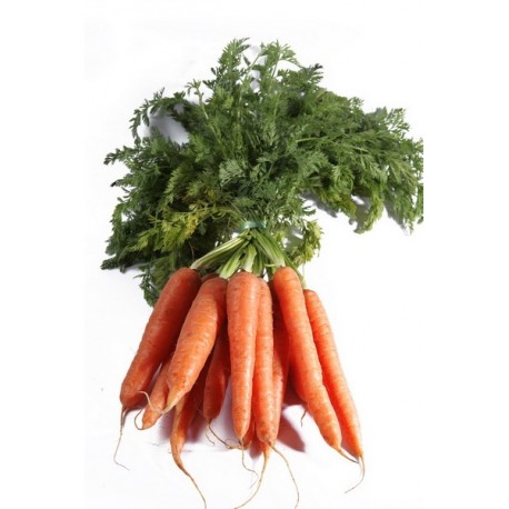 botte de carottes nouvelles bio 