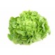 Salade verte feuille de chêne bio