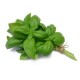 Botte de Basilic bio
