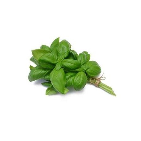 Botte de Basilic bio