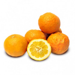 Oranges amère bio 1 kg