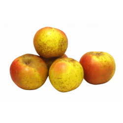 Pommes Reinettes Armorique bio 1 kg