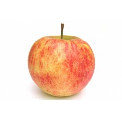 Pommes Elstar