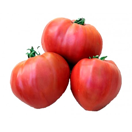 Mini tomates poires rouges