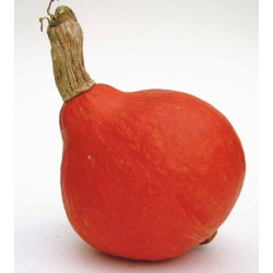 Potimarron bio la pièce de 1.5 kg environ