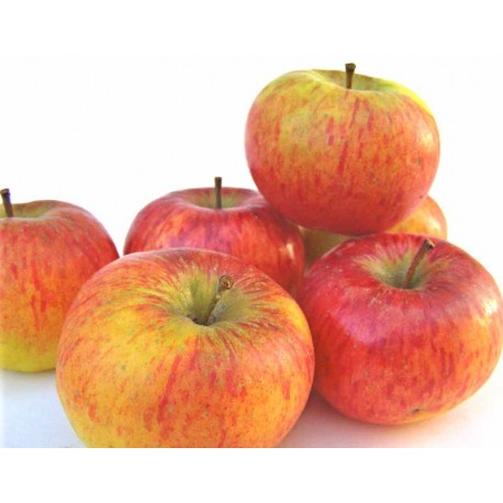 Pommes Golrush bio 1kg