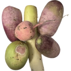 Radis d'hiver Mix bio 1 kg