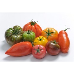 Tomates variétés anciennes bio 500 g