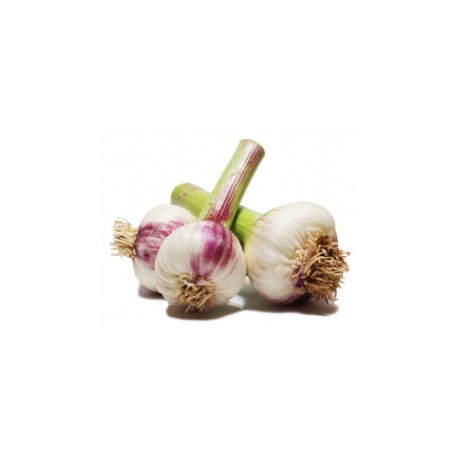 Ail frais bio 1 kg