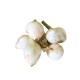 Oignons nouveaux blancs 500 g