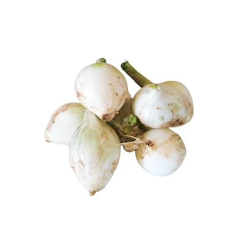 Oignons nouveaux blancs 500 g